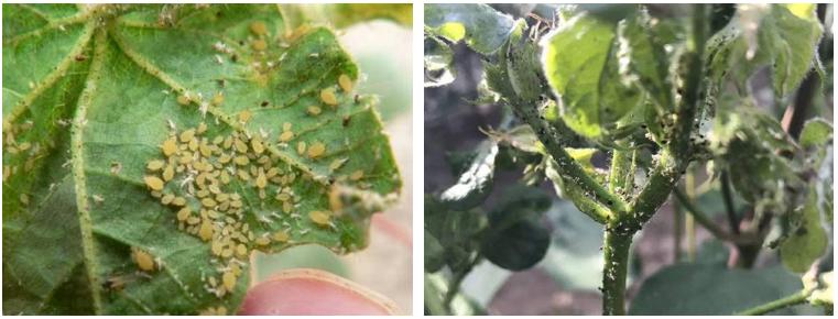 棉蚜的防治,蚜虫棉蚜