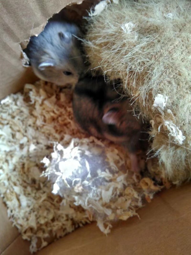 小学生养仓鼠注意事项,仓鼠小学生养要注意点什么