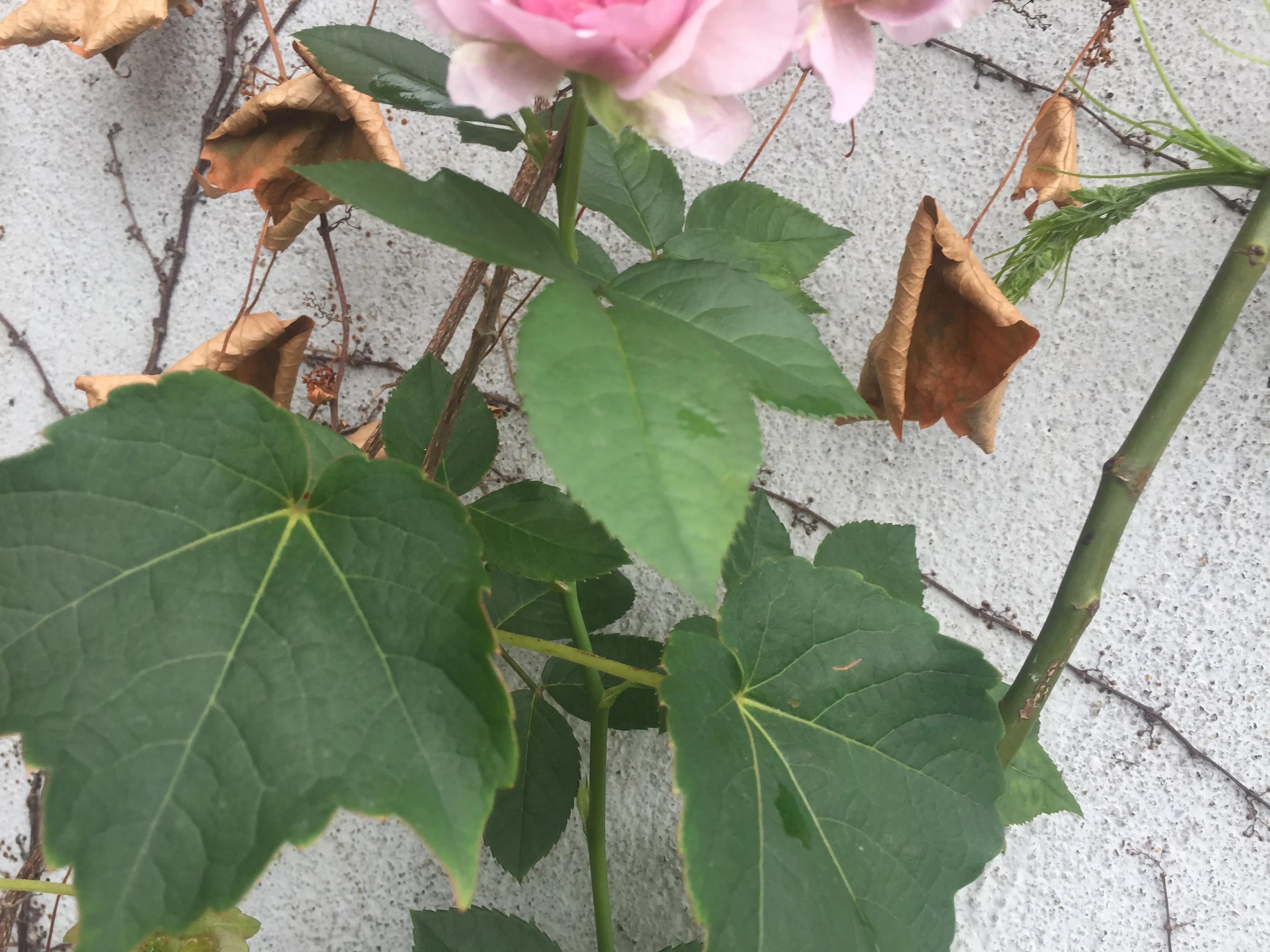 薰衣草花环月季一年开几次花,薰衣草花环月季一年开几季