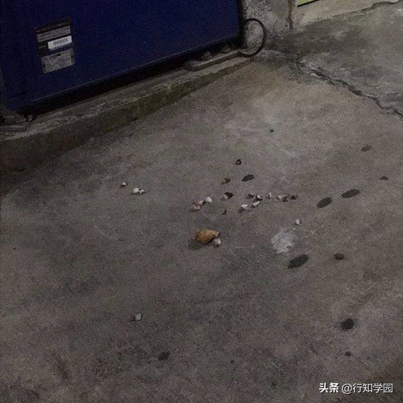 日本网友突遇“章鱼*弹炸**”引在线网友激情推理，这脑洞服了