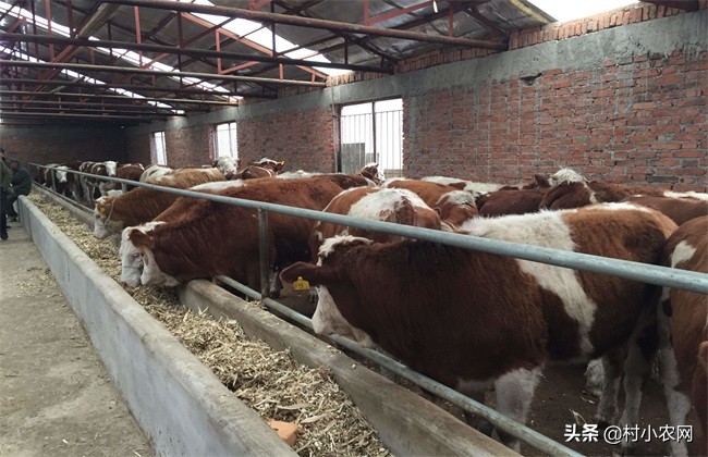 农村养牛怎样提高经济效益,农村养牛赚钱快哪个办法好