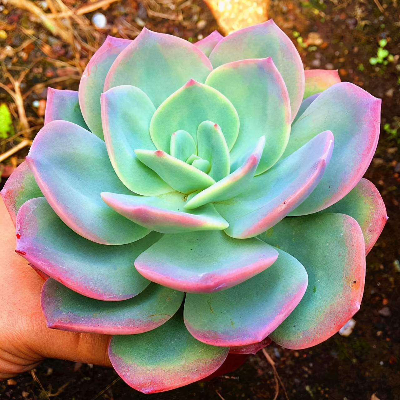 这3款多肉好养易活,这三种多肉不养成盆景就浪费了