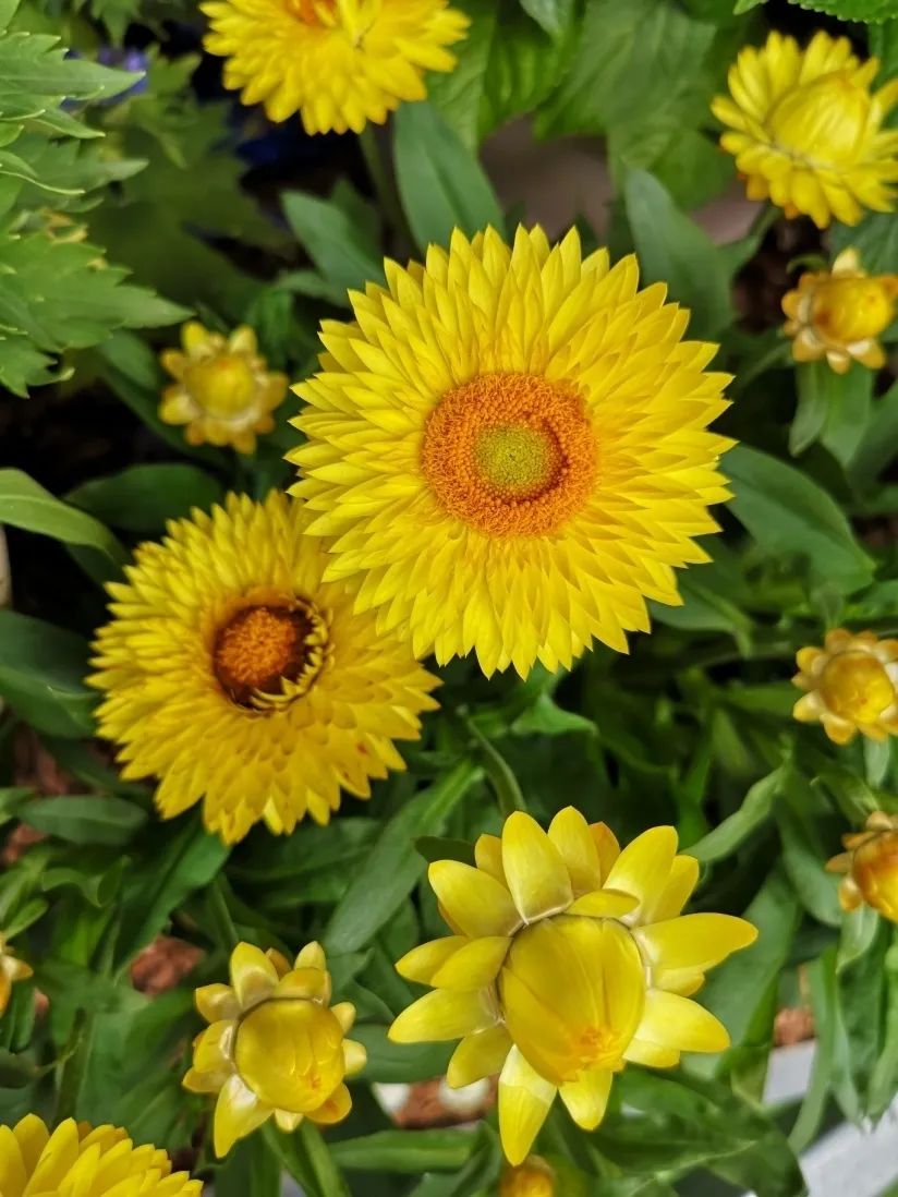 这个花展上的新优品种，为什么这么美？