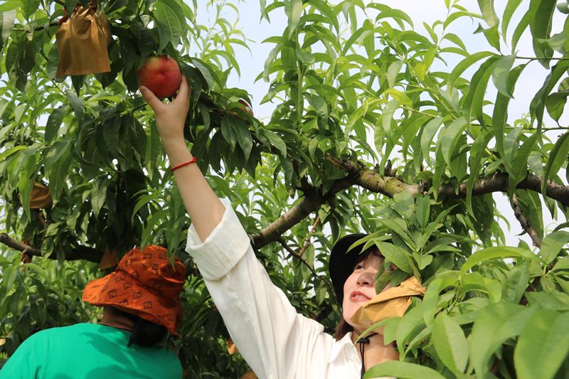 真甜!!@明光人,这里的树莓、水蜜桃上市喽!