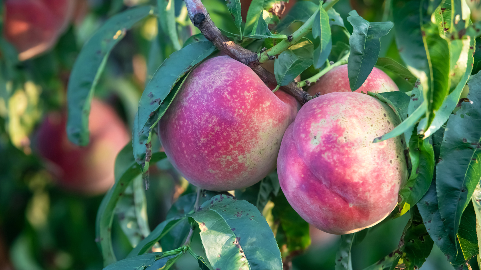 济南南山好吃的美食店推荐,济南南山区有什么好吃的