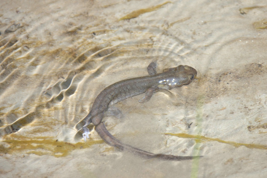 米亚罗-大美理礼县