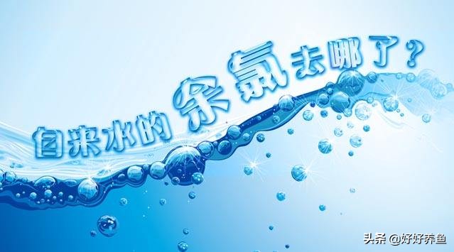 养鱼知识科普视频素材,养鱼科普动画