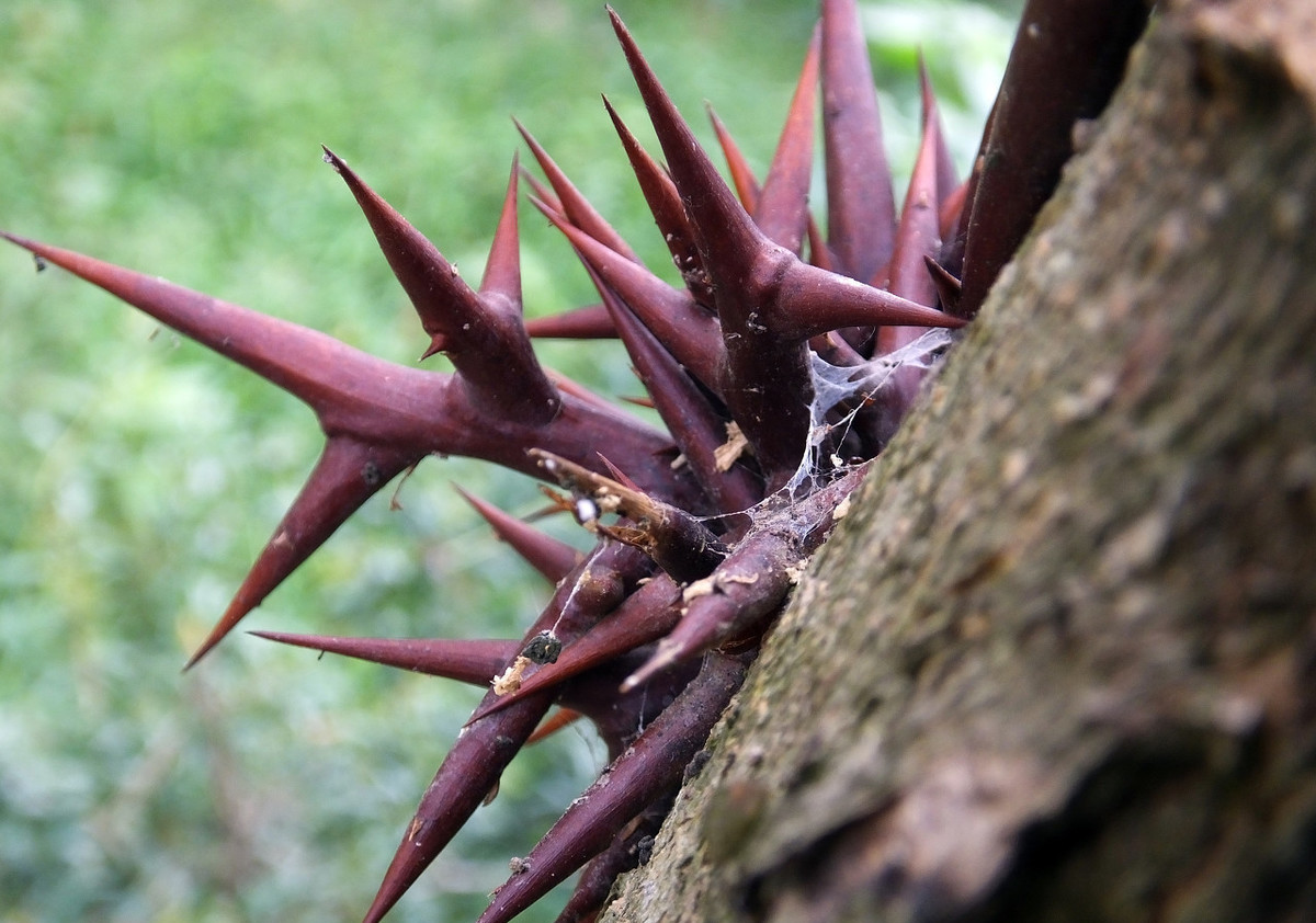 皂角树果实的价值,皂角树有什么用途和价值