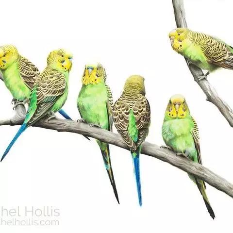 画鸟彩铅教程,画鸟彩铅