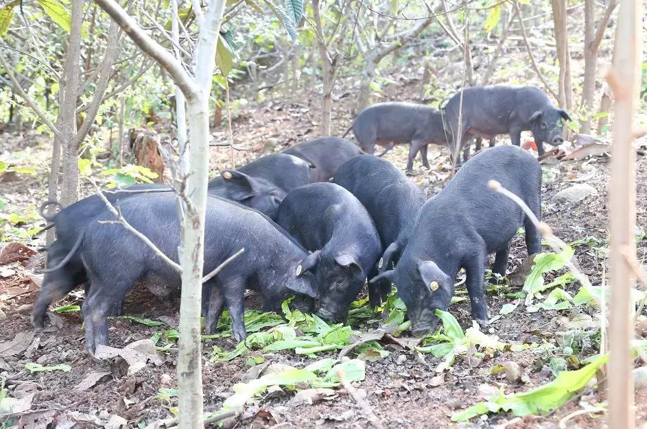 火盆烧烤西昌绵阳,西昌火盆烧烤火爆图片