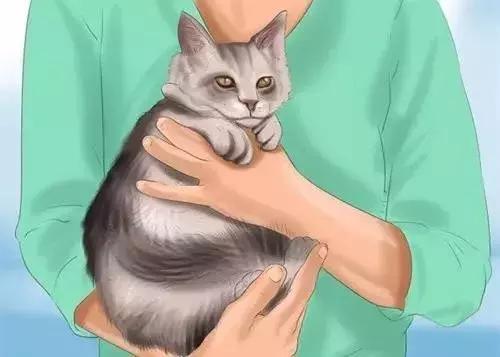 5种不同的抱猫姿势,女人抱猫睡觉的正确姿势