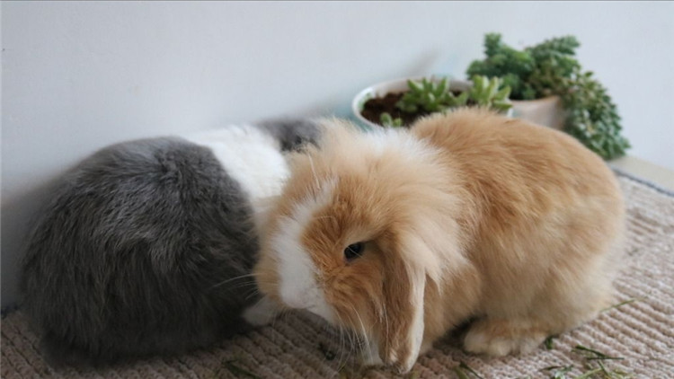 兔子最简单分雌雄图片,15天兔子雌雄对照图