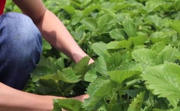 草莓开春控旺的正确方法,草莓控旺过头怎么促长