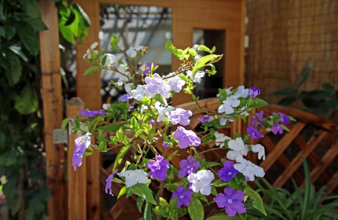 西昌民宿客栈推荐,去西昌必住的酒店