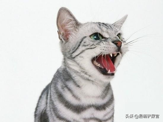 猫有牙周炎该怎么治疗,猫咪牙周炎掉牙了还需要治疗吗