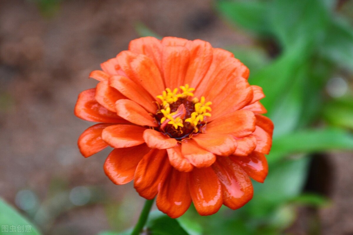 每个十一月生日对应的生日花,365天每天代表生日的花有哪些