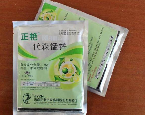 月季霜霉病与灰霉病,月季灰霉病怎么治