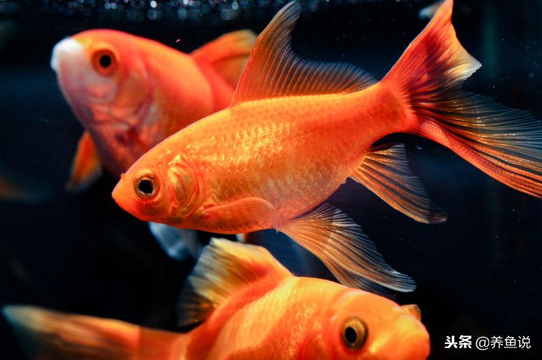 观赏鱼得病了用啥药也没用,观赏鱼生病的原因和解决方法