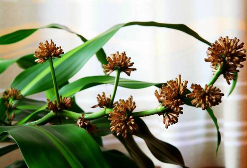 50种常见花卉浇水技巧,50种花卉种植技巧