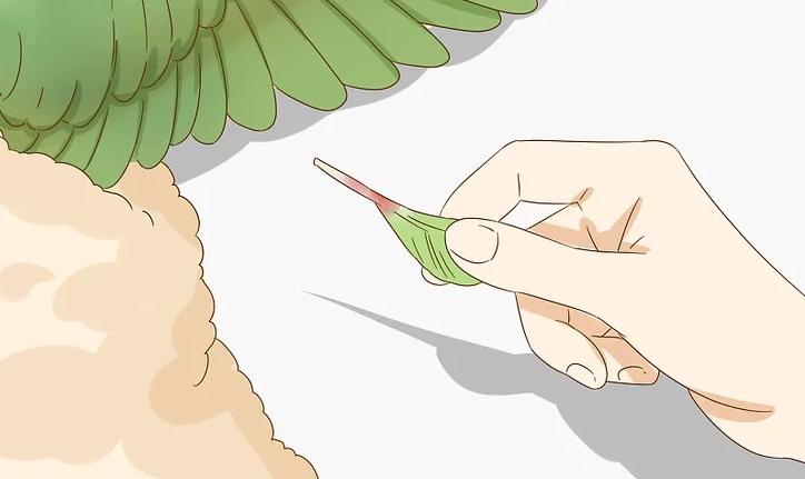 家里养的幼鸟从窝里掉下来怎么办,雏鸟长出羽毛怎么办