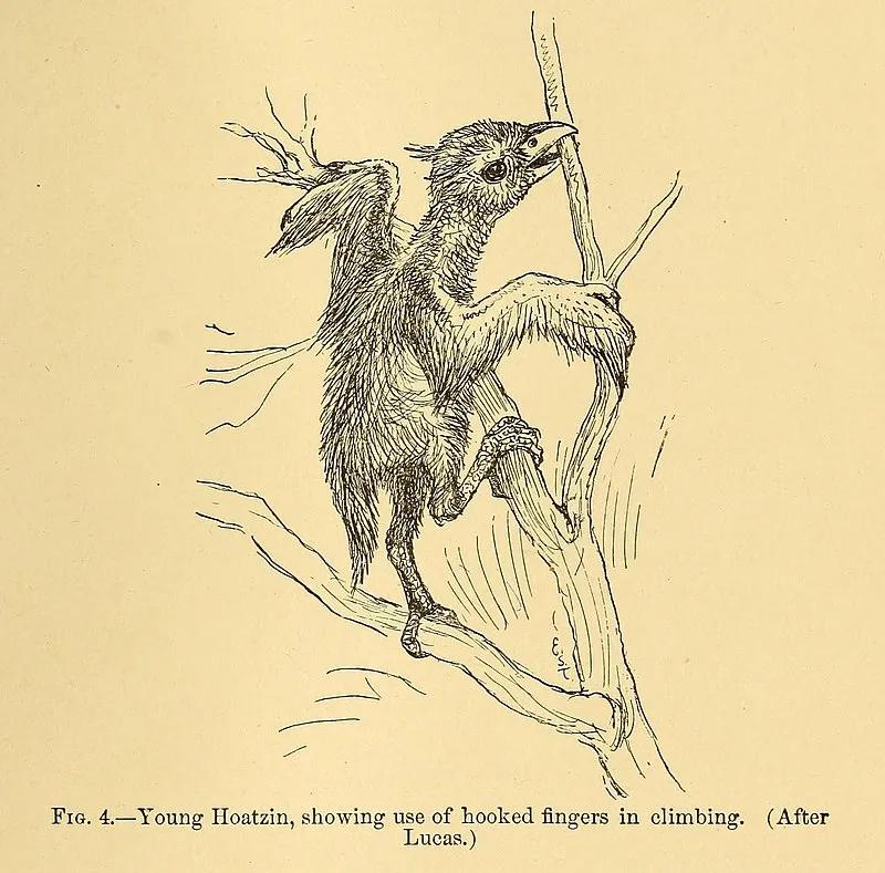 这只鸟长了个牛的胃,还有一身牛粪味