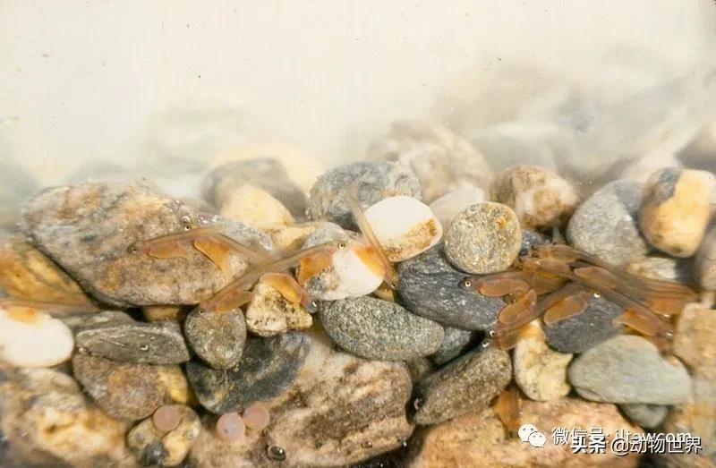 三文鱼是怎样的鱼,三文鱼冷冻后还可以生吃吗