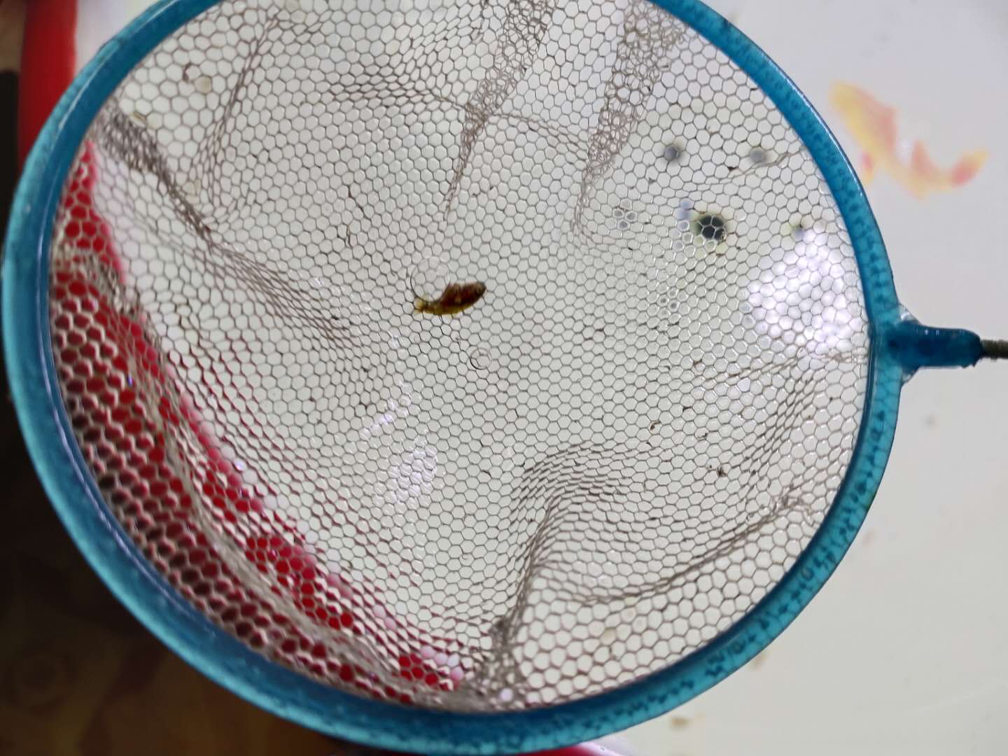 普通冷水观赏鱼的养殖方法,养冷水观赏鱼的技巧和方法