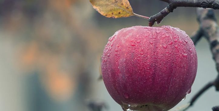 小孩脾胃不好咳嗽能吃什么水果,春天适合宝宝吃的水果有哪些