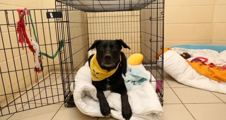 狗狗被关进狗笼反应很大,主人被蛇吓到把狗关到了笼子里