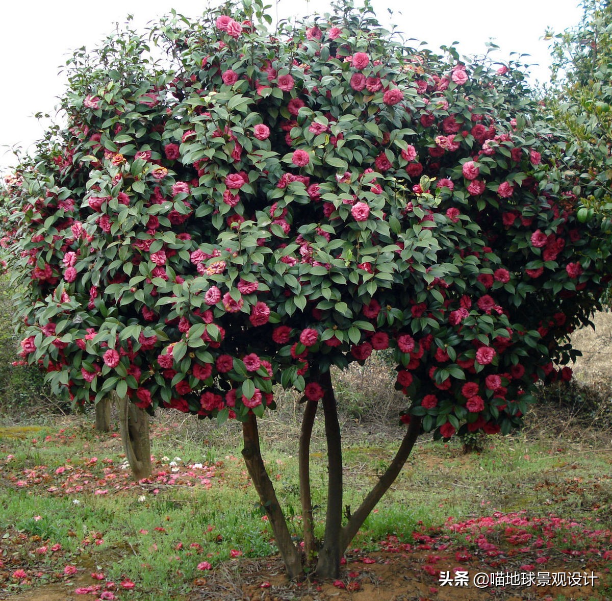 适合南方庭院种植100种花树,16种耐寒的庭院花卉植物