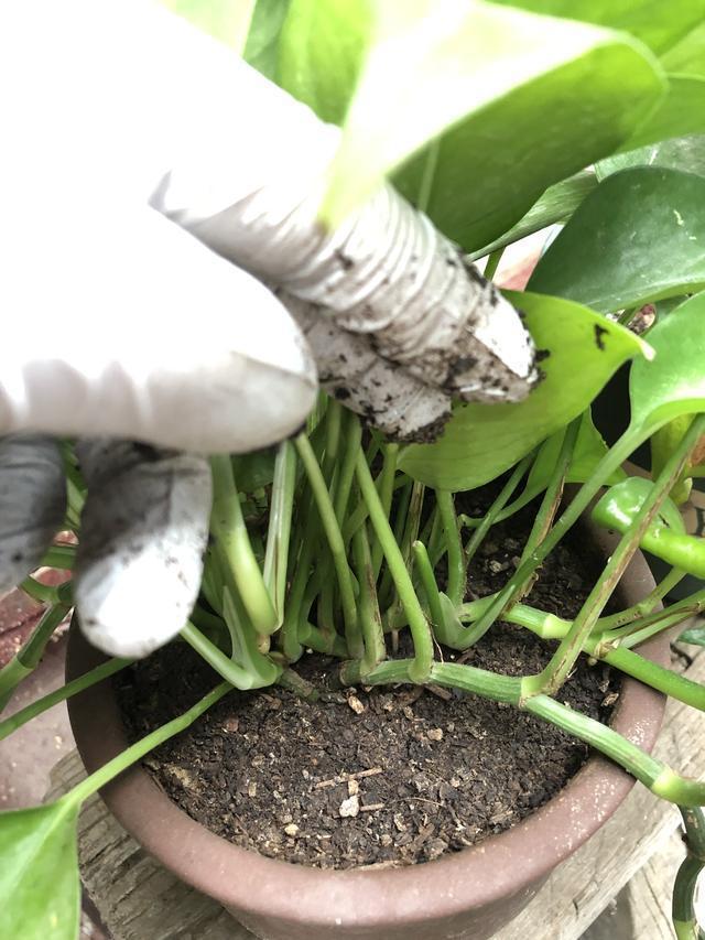 都有哪些过期的药片可以养花,过期的养花药有哪些