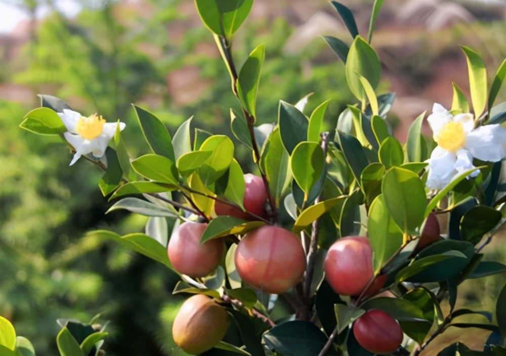 中国油茶之乡,中国油茶之乡玉屏