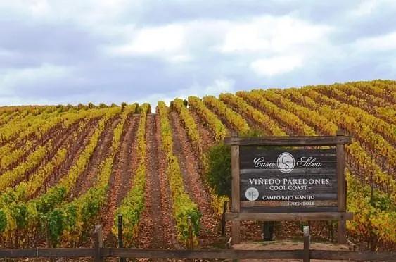 智利十大的酒庄排名榜最新,智利葡萄酒十大酒庄