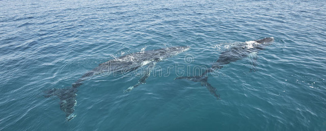 国有六大银行逾期有减免政策吗,国有银行逾期处理解决方案