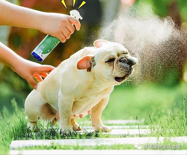 狗狗的驱虫药去哪里买,狗狗的驱虫多久一次