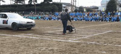 日本警示教育现场演绎交通安全,日本卡车在学校撞击儿童