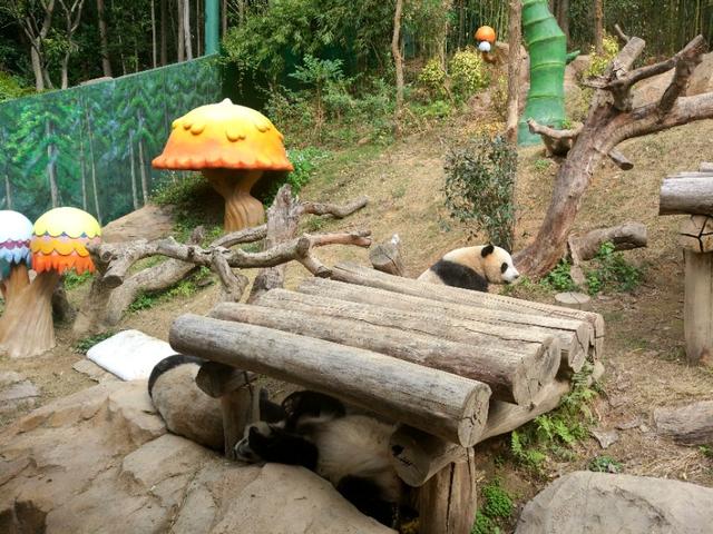 广州番禺区长隆野生动物世界缆车,广州旅游长隆野生动物世界