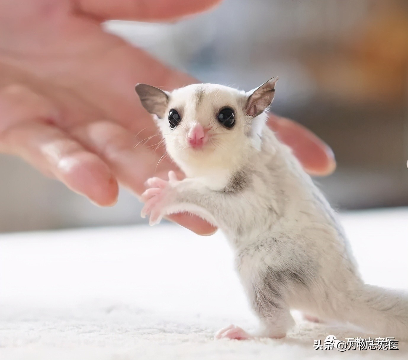 小小蜜袋鼯会咬人吗,新手养蜜袋鼯必须要注意的点