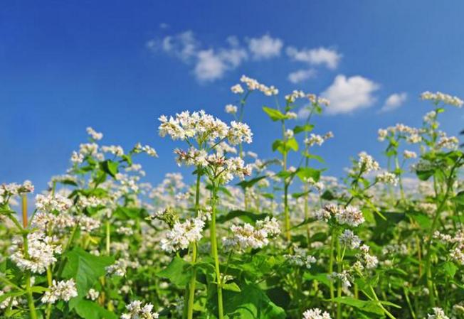 荞麦的栽培种植技术有哪些,种荞麦最高产量一亩能产多少公斤