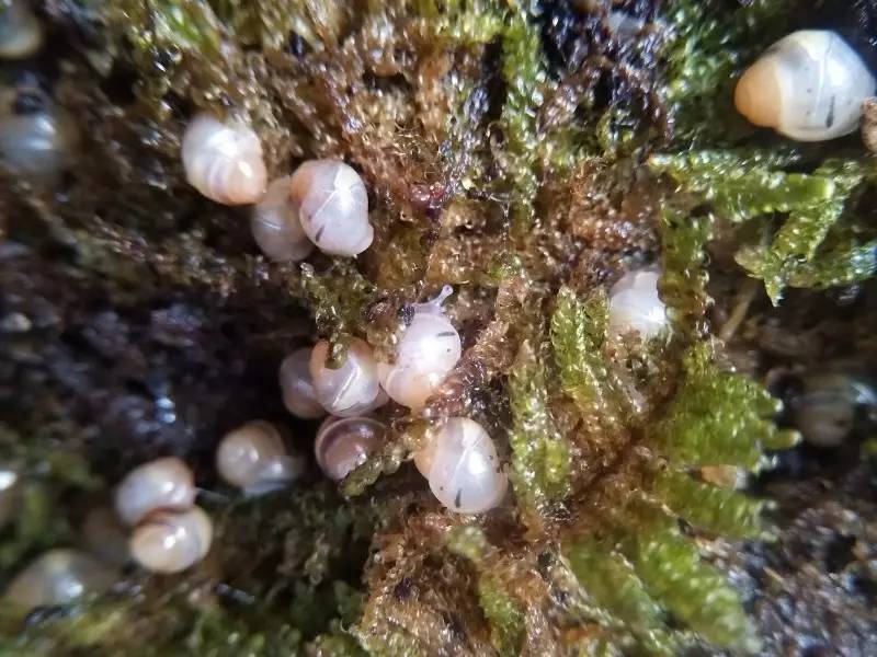 香港一博士生因撒盐杀死蜗牛被捕,撒盐杀死蜗牛被捕后续