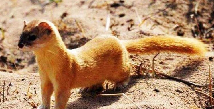 为什么迷信说不能杀黄鼠狼,为什么老人常说黄鼠狼杀不得