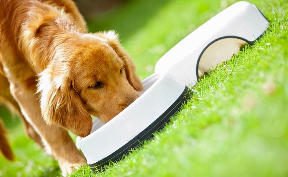 金毛毛发变深了怎么回事,金毛毛发粗糙怎么办