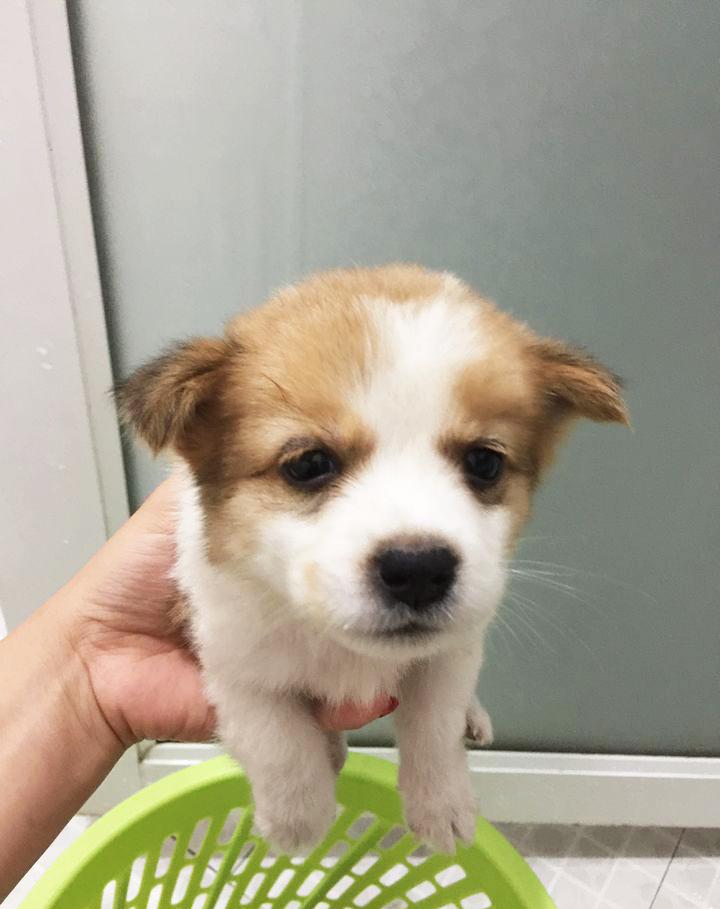 养一只很乖的狗是什么体验,养一只聪明的狗是什么体验