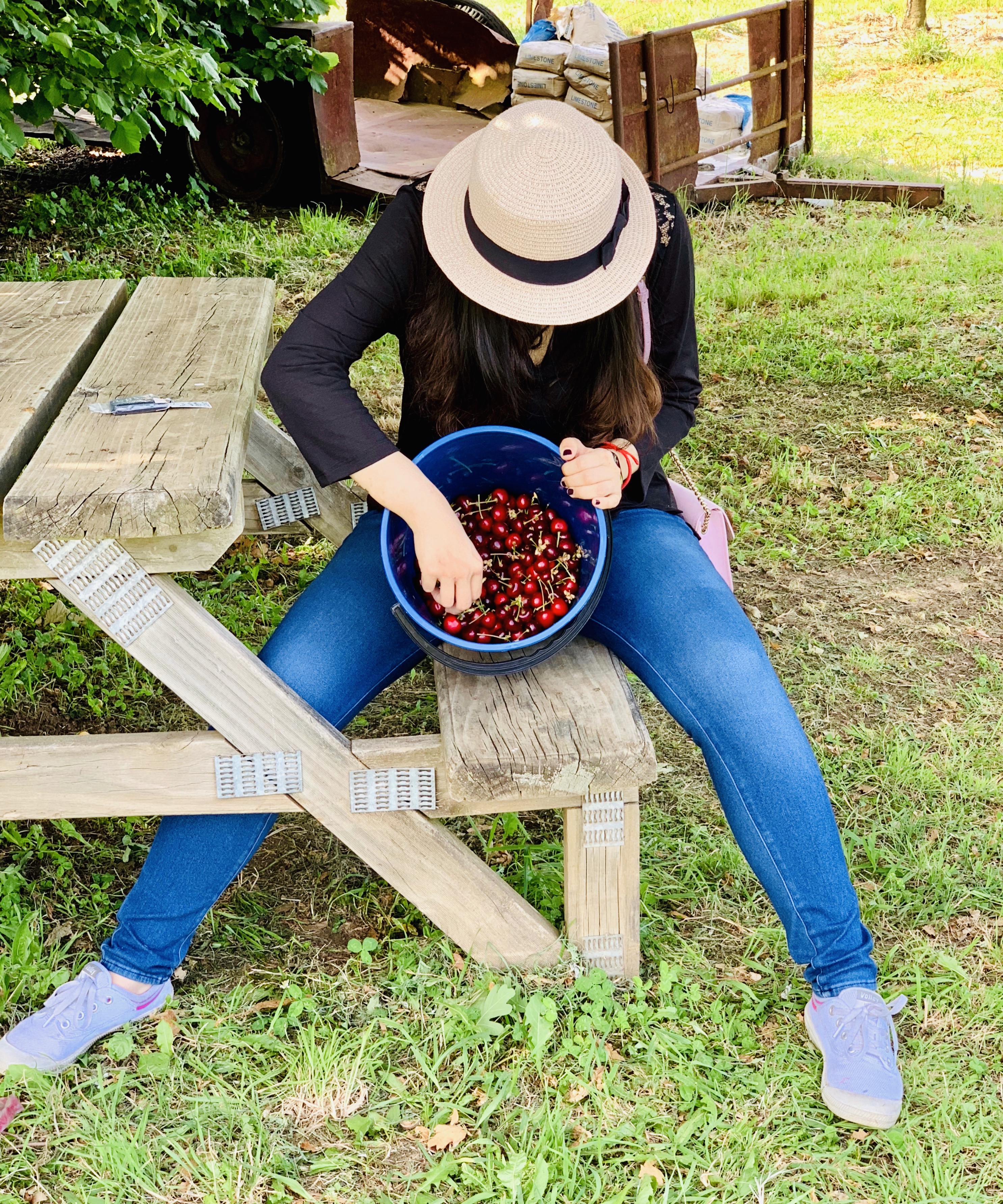 澳洲樱桃采摘,在澳洲采樱桃视频