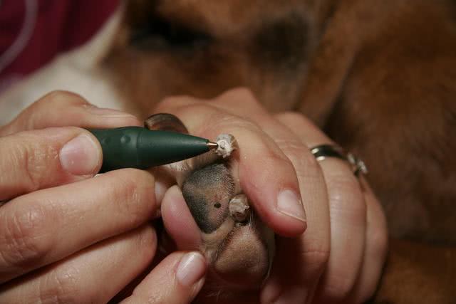 狗狗指甲剪到什么程度才能不抓人,把狗狗的指甲剪了会对它有影响吗