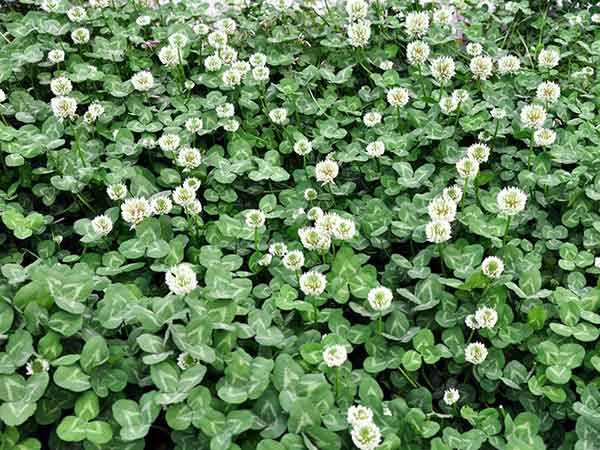 白三叶怎么盆栽种植,白三叶草坪怎么种植