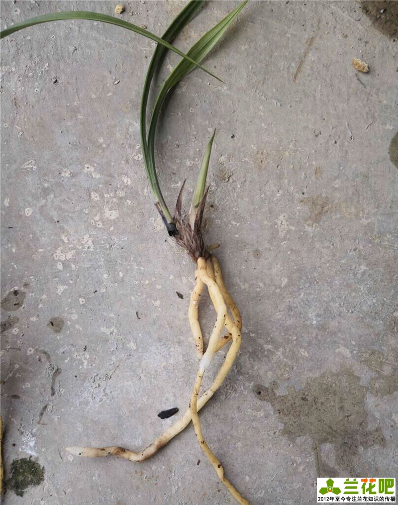 兰花叶片病害症状,兰花叶子脱水的表现