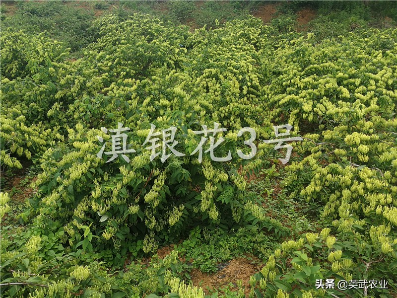 金银花幼苗生了腻虫怎么治,金银花钻心虫防治方法