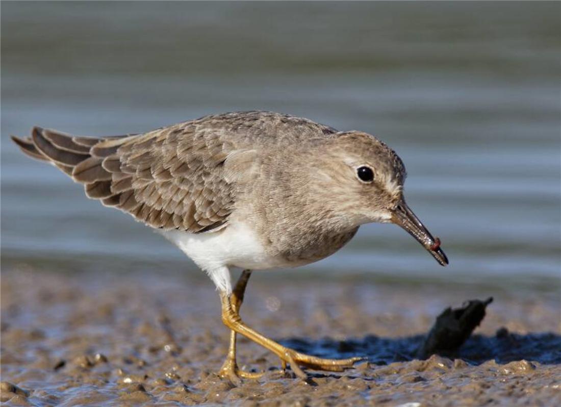 鸟中好爸爸！雌鸟只负责下蛋，孵卵与育幼的任务全留给雄鸟