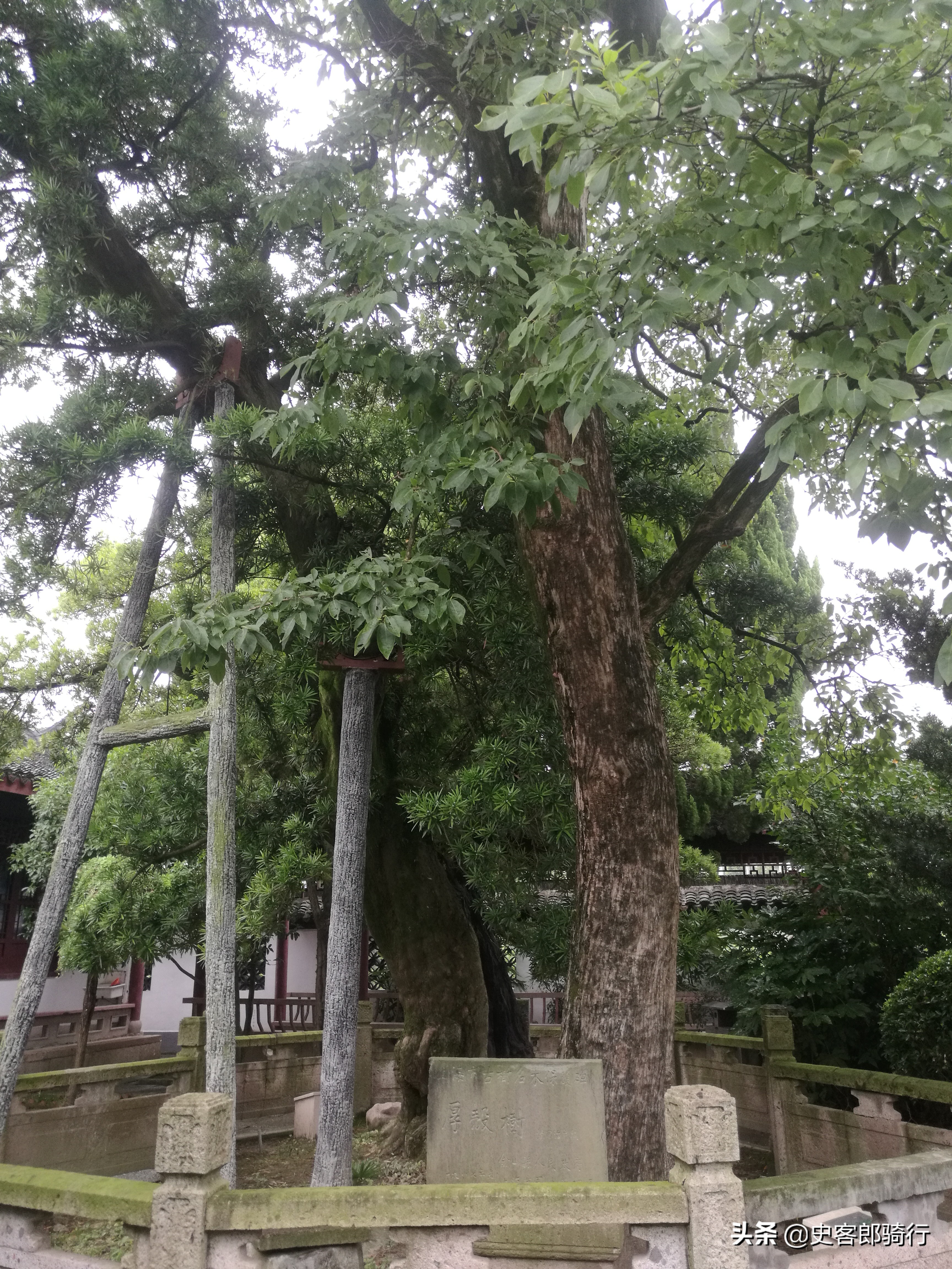 上海骑行看樱花,坐车看上海夜景